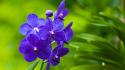 Blue orchids flower wallpaper