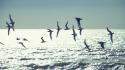 Flying birds waves bokeh sunlight sea wallpaper