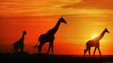 Giraffes at sunset wallpaper