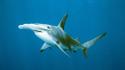 Hammerhead shark national geographic deep blue sharks wallpaper