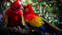 Nature birds animals wildlife parrots scarlet macaws wallpaper