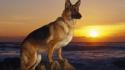 Ocean animals dogs german shepherd realistic wallpaper