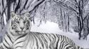 Siberian tiger snow wallpaper