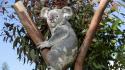 Trees animals koalas wallpaper