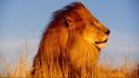 African lion king wallpaper