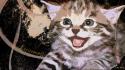 Animals artwork cats digital art kittens wallpaper