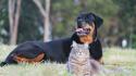 Animals cats dogs wallpaper