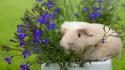 Animals guinea pigs potted plant purple flowers wallpaper