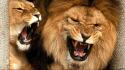 Animals teeth lions anger wallpaper