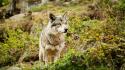 Animals wild wolves wallpaper