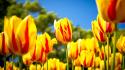 Beautiful tulips garden wallpaper