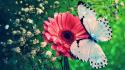 Butterfly photography wallpaper