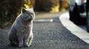 Cats animals roads pets british shorthair street wallpaper