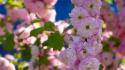 Cherry blossoms flowers pink wallpaper