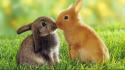 Cute bunnies kissing wallpaper