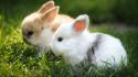Cute rabbits wallpaper
