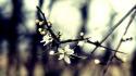 Flora blurred background branches depth of field flowers wallpaper