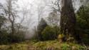 Forests grass fog plants australia national park wallpaper