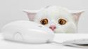 Funny white cat face wallpaper