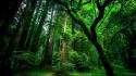 Green forest view wallpaper