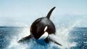 Orca whale wallpaper
