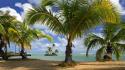 Palm grass hawaii tropical parks oahu beach wallpaper