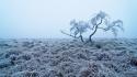 Trees fog mist frost hoarfrost lone tree wallpaper