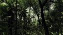 Video games trees crysis forest wallpaper
