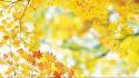 Yellow autumn leaves wallpaper