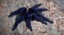 Animals arachnids spiders tarantula wallpaper
