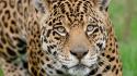 Animals big cats leopards wallpaper