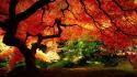 Beautiful autumn tree wallpaper