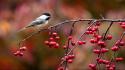 Chickadee animals autumn berries birds wallpaper