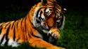 Cool tiger pictures wallpaper