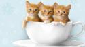Cups kittens three wallpaper