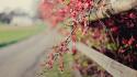 Flora blurred background bokeh branches fences wallpaper