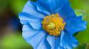 Flowers pollen blue poppies wallpaper