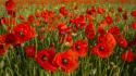 Flowers poppies red wallpaper