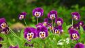 Funny flowers pictures wallpaper
