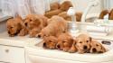 Funny golden retriever puppies wallpaper