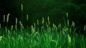 Green grass spikelets wallpaper