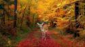 Landscapes nature trees autumn forests animals deer trail wallpaper
