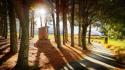 Landscapes trees pathway wallpaper