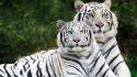 Nature animals tigers wallpaper