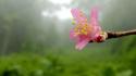 Nature flowers fog mist macro pink wallpaper