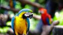 Parrots blurred background blue-and-yellow macaws wallpaper