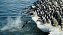 Water birds penguins iceberg jump wallpaper