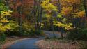 Yellow leaves gold roads country road forest wallpaper