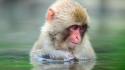 Bathing monkeys japanese macaque wallpaper
