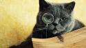 Cats animals gray glasses green eyes wallpaper